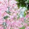 四つ角の桜
