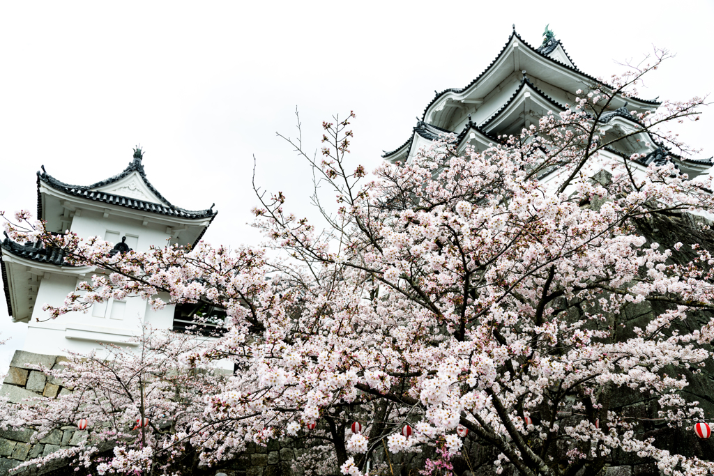 上野城の桜