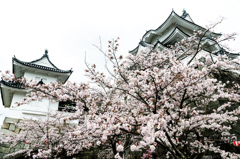 上野城の桜