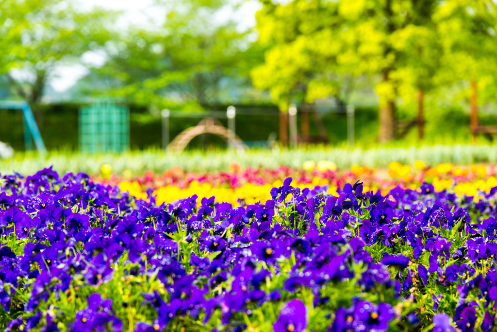 花と遊具