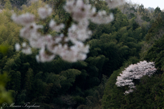 桜とさくら