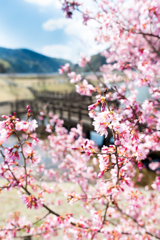 公園の桜