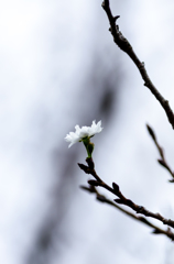 一輪の桜