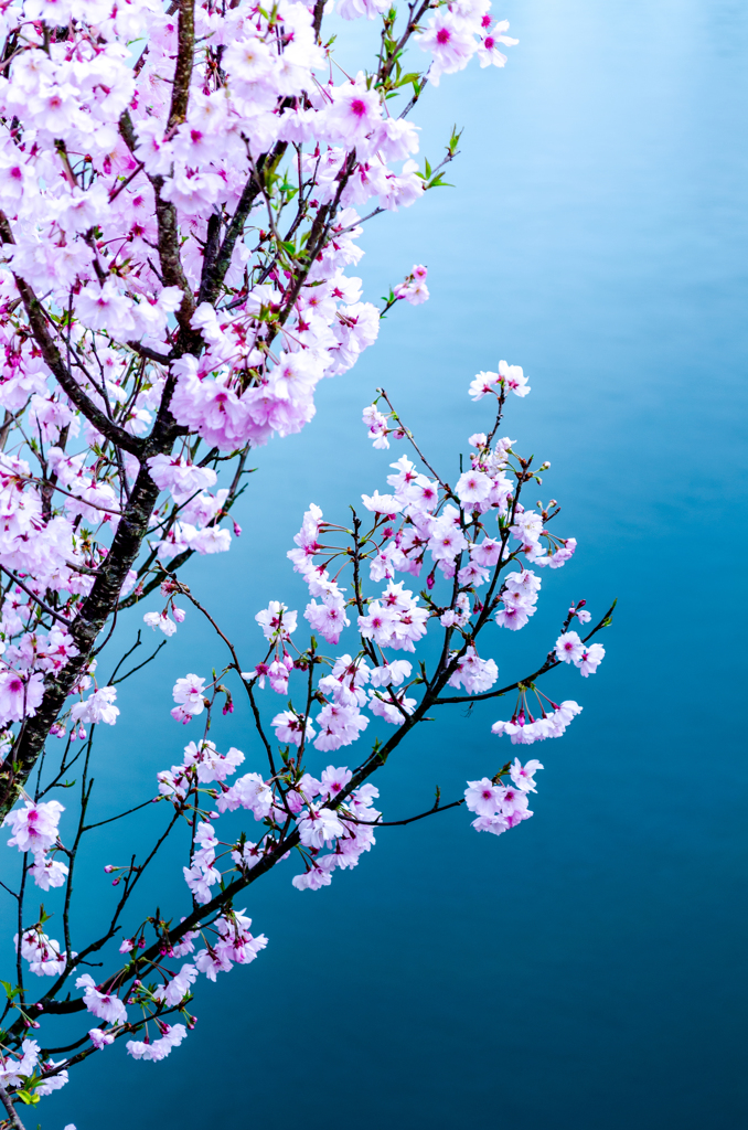 水背咲花