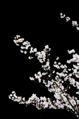 影内桜