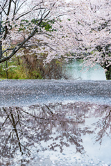 水映桜