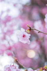 初桜