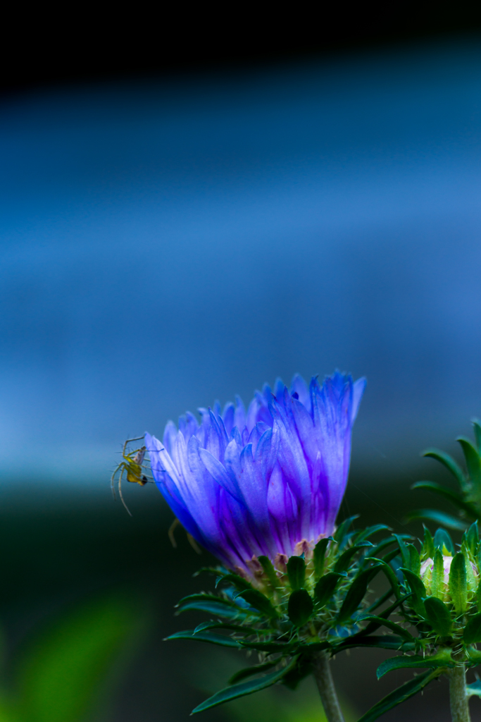 蜘蛛と花