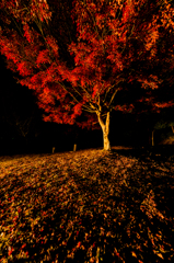 夜の公園の片隅で