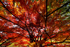紅黒枝葉
