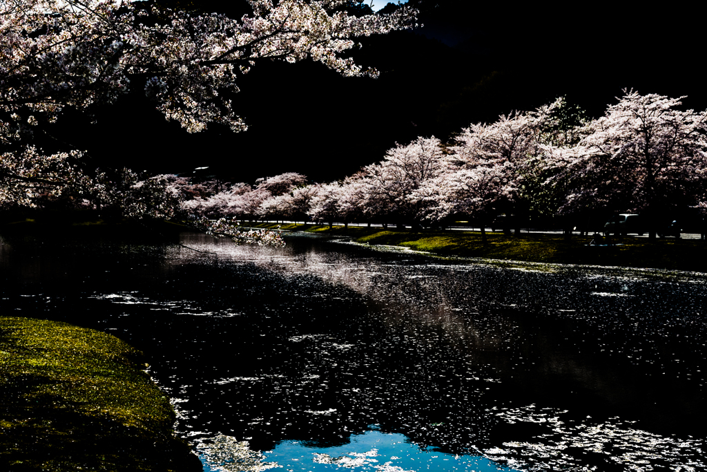 きなりの郷の桜
