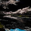 きなりの郷の桜