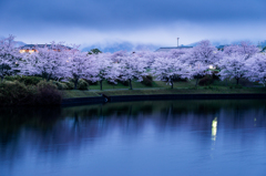 小雨夕桜