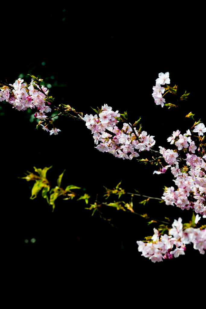 桜と闇