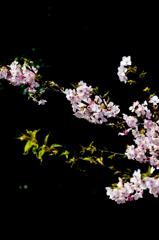 桜と闇