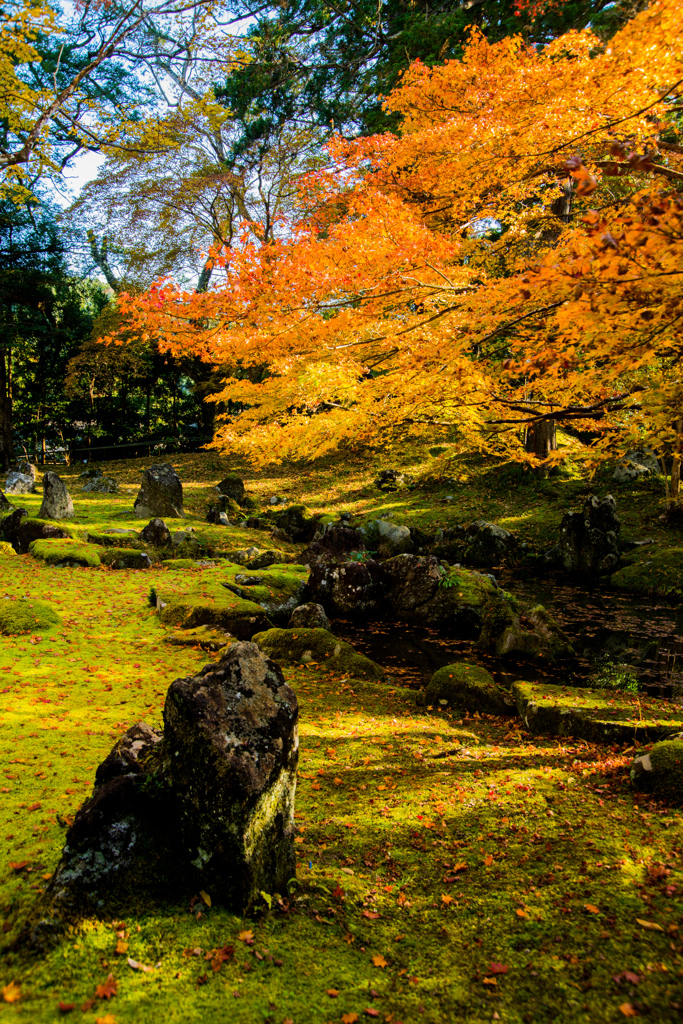 庭園の紅葉