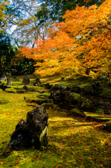 庭園の紅葉