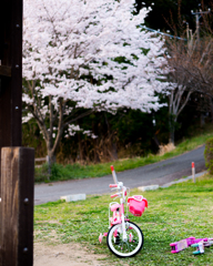 放置自転車？と桜