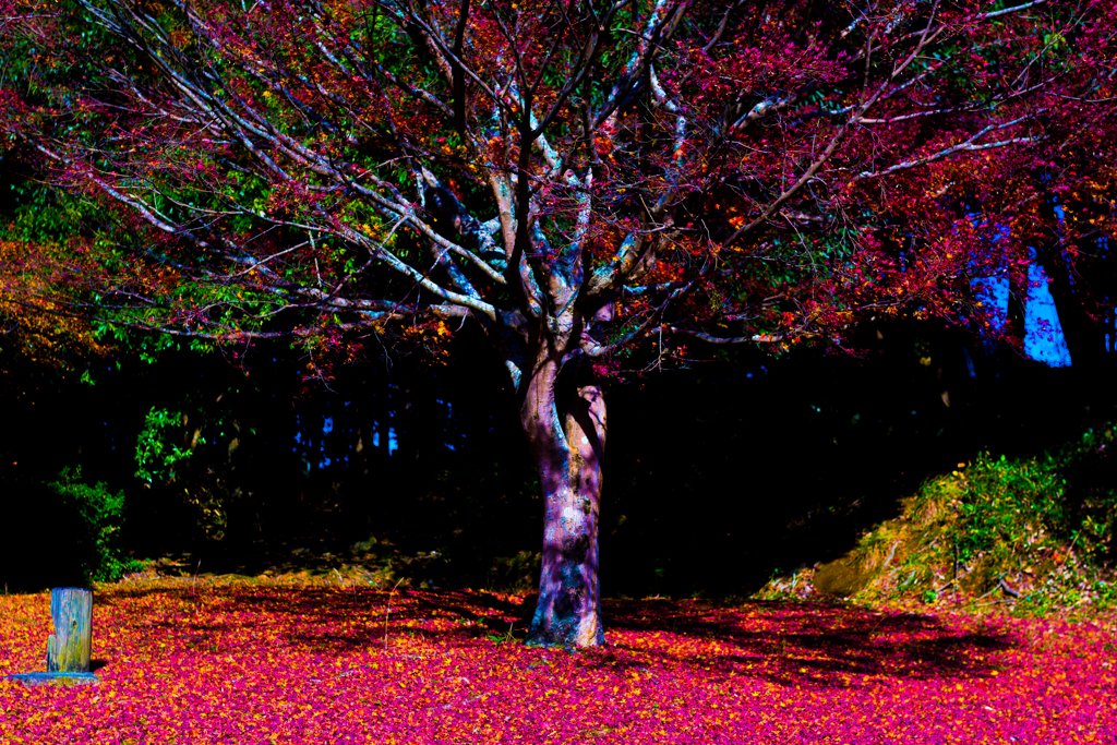 異世界紅葉