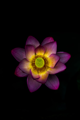妖華