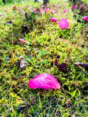 朝露に濡れて