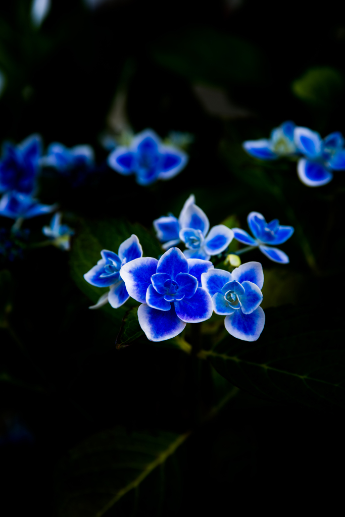 闇浮紫陽花