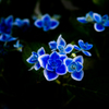 闇浮紫陽花