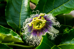 パッションフルーツの花
