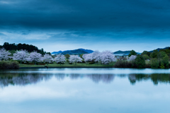 天啓公園の桜