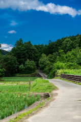 田舎の風景