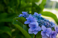 紫陽花