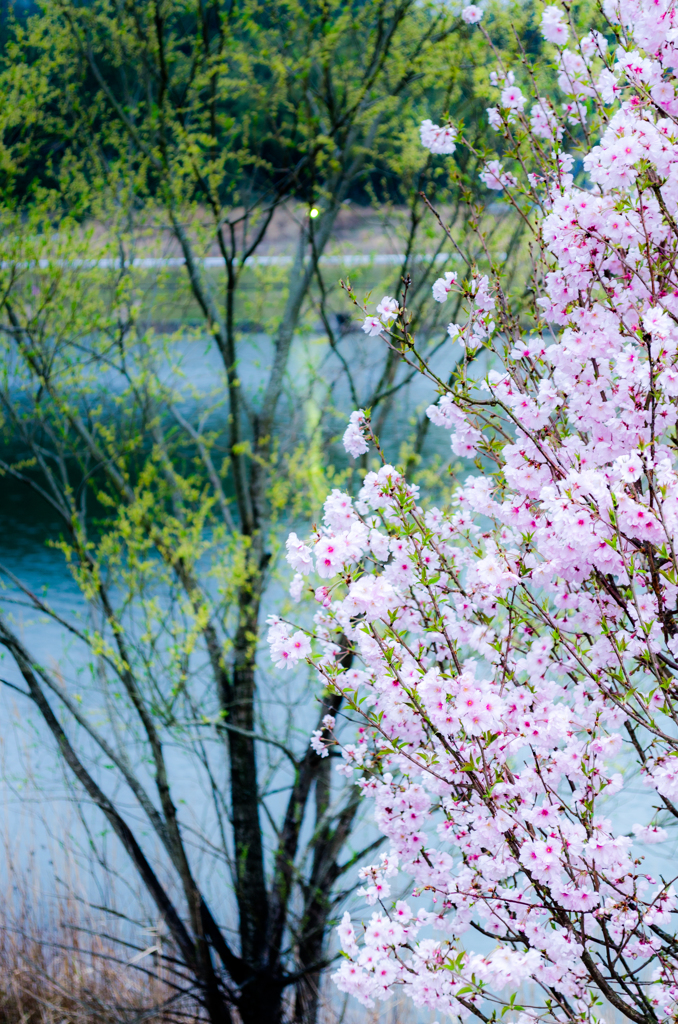 若葉と桜