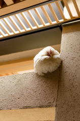 睡眠中