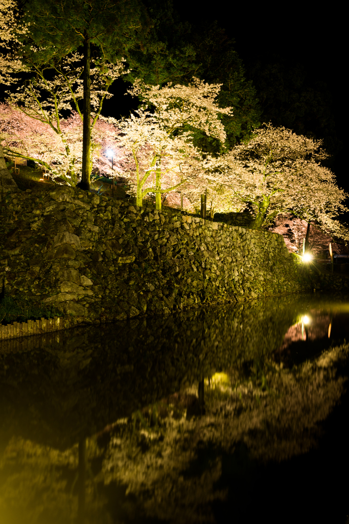 お堀の桜