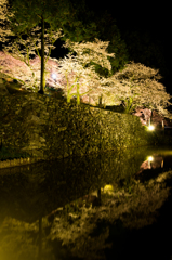 お堀の桜