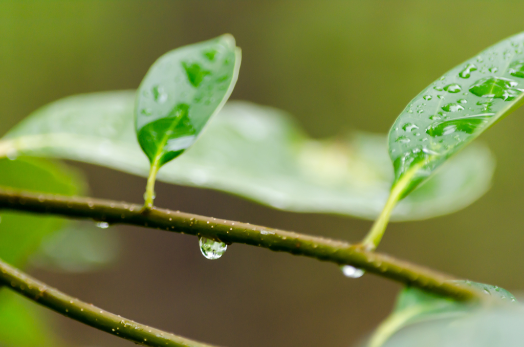 雨に濡れて