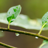 雨に濡れて