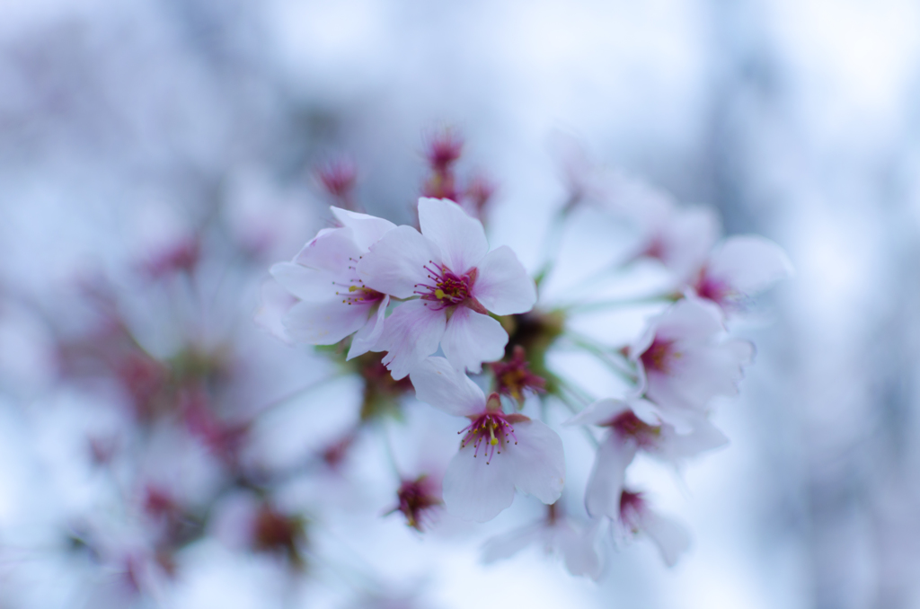 桜の主張