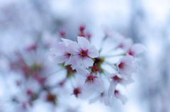 桜の主張
