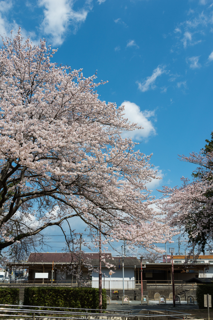 桜と駅と空