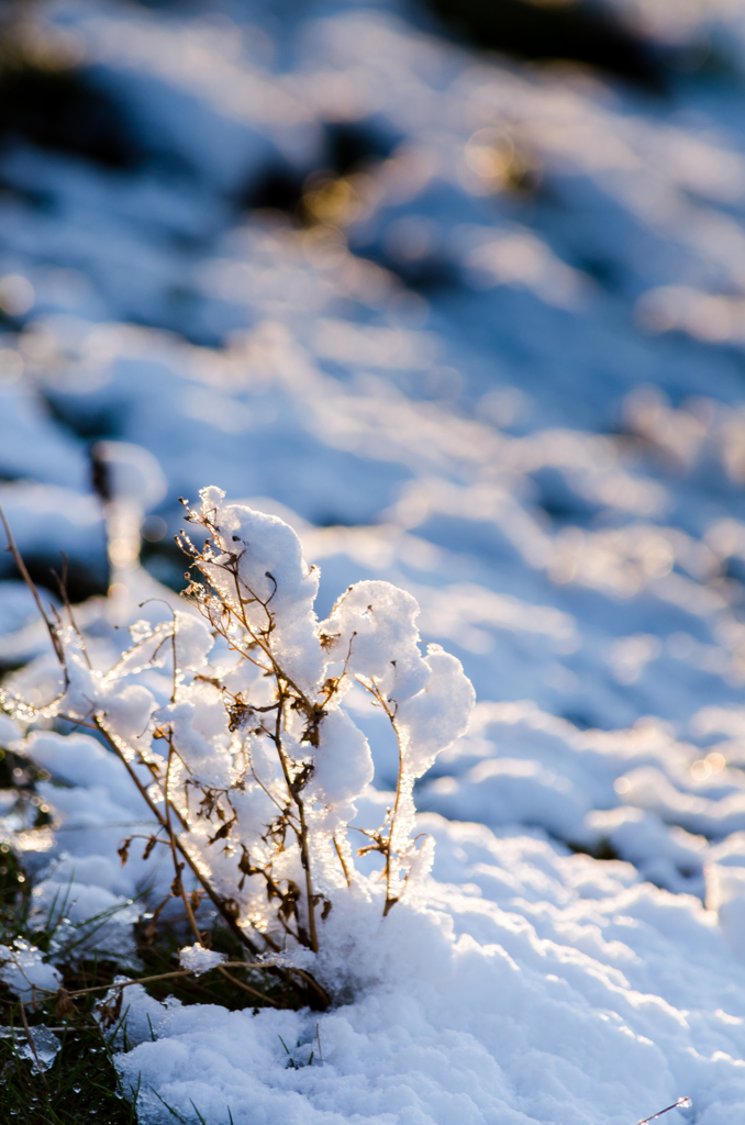 雪を纏う枯草
