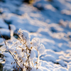 雪を纏う枯草