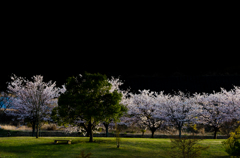 夕方の公園