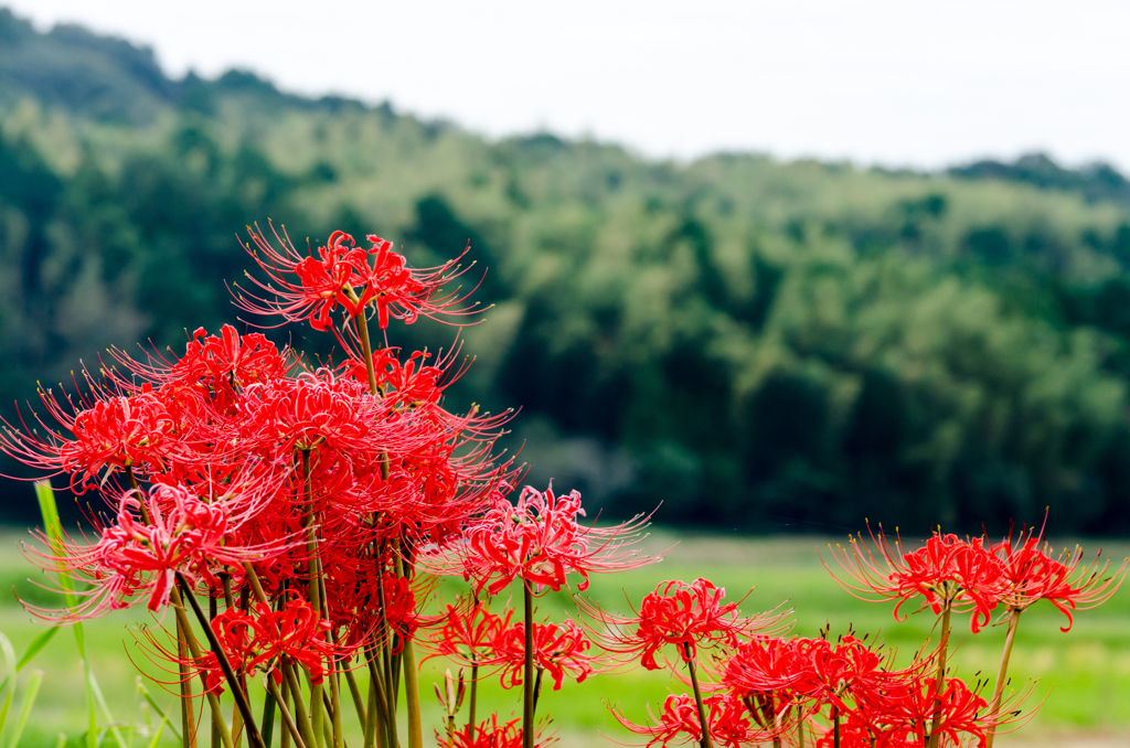彼岸花と森