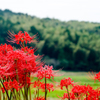 彼岸花と森