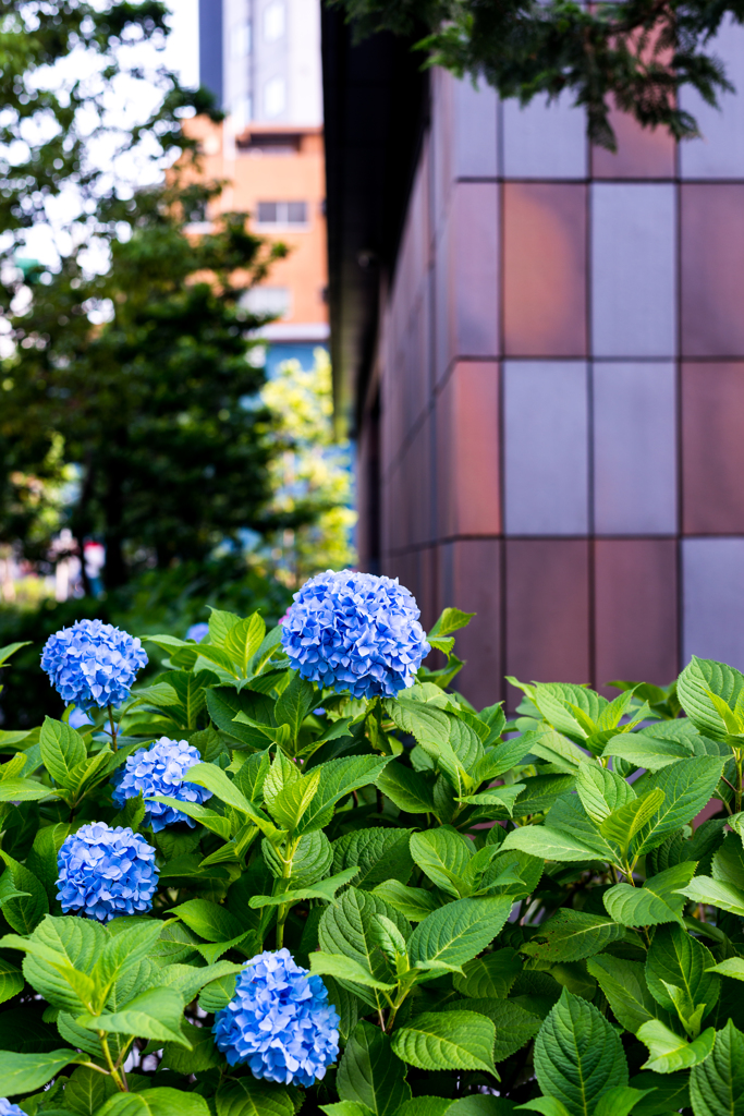 ビルの下の紫陽花