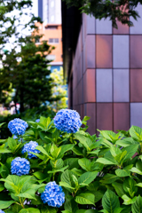 ビルの下の紫陽花