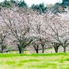 公園の五分咲き