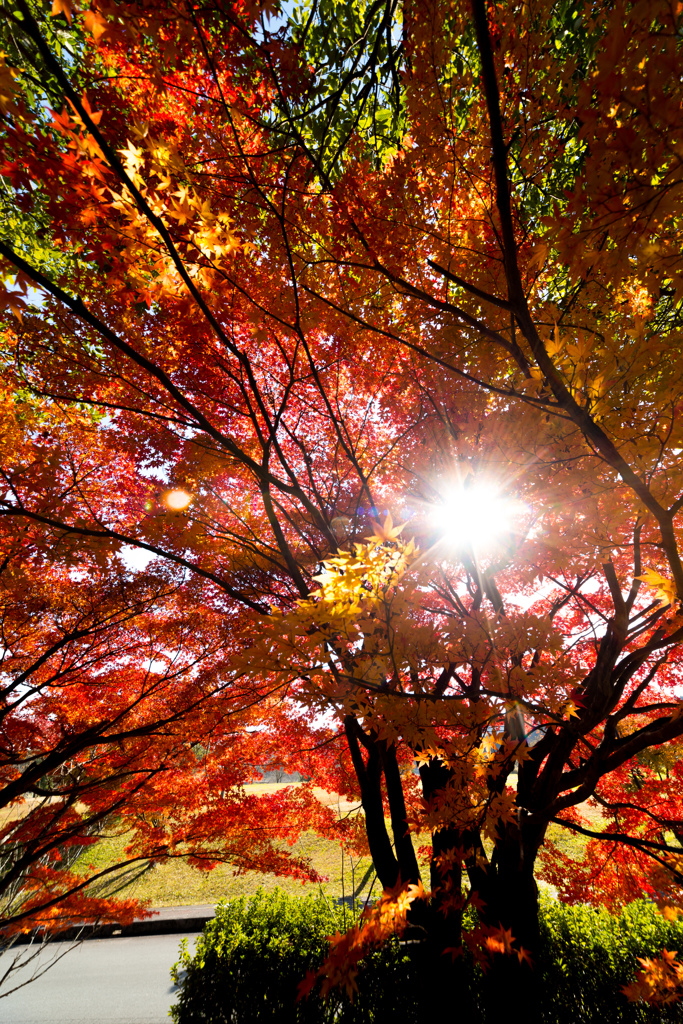 逆光紅葉
