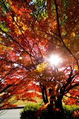 逆光紅葉